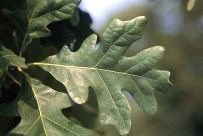 White Oaks are common all across the eastern US, and http://forestry.ohiodnr.gov/whiteoak, where this photo is from, describes them well.