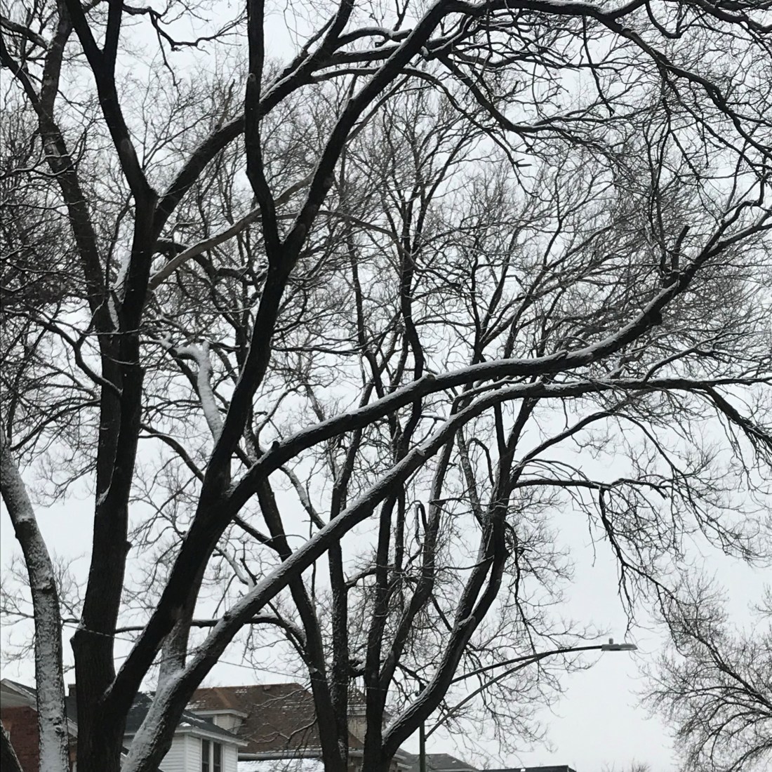 A residential street lined with snow-dusted deciduous trees.